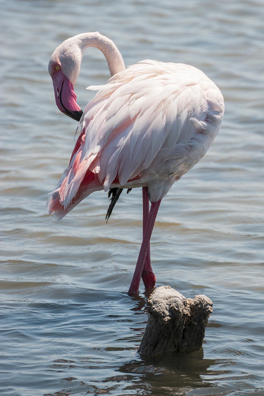 Flamingo | Cagliari, 2020